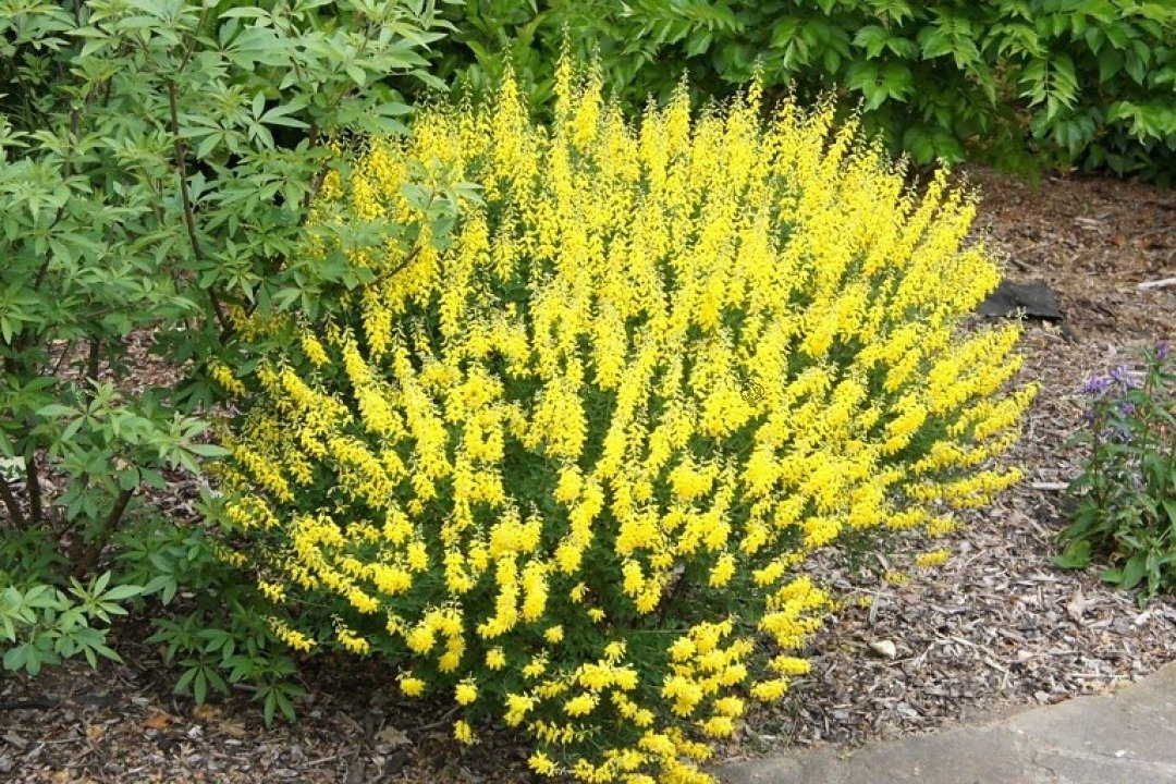 Żarnowiec czerniejący Cyni Cytisus nigricans C2