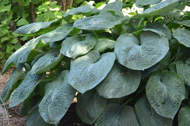 Funkia Elegans Hosta