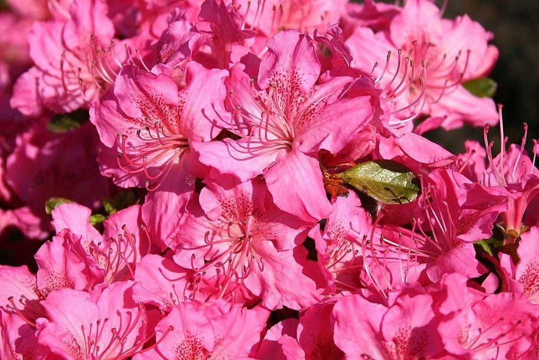 Azalia japońska Kirstin Rhododendron obtusum C2