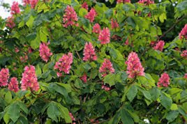 Kasztanowiec czerwony Briotii Aesculus carnea