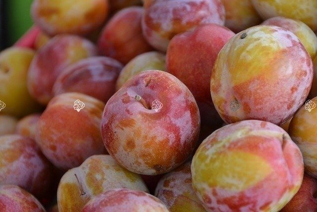 Śliwomorela Dapple Dandy śliwa japońska Prunus