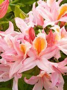 Azalia wielkokwiatowa Irene Koster Rhododendron C4
