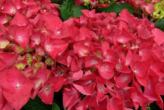 Hortensja ogrodowa Hot Red PBR Hydrangea macrophylla C2