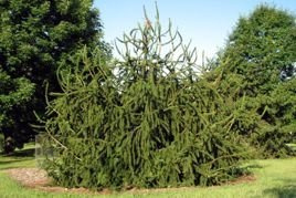 Świerk pospolity Virgata Picea abies C5