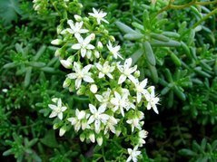 Rozchodnik biały Sedum album P9