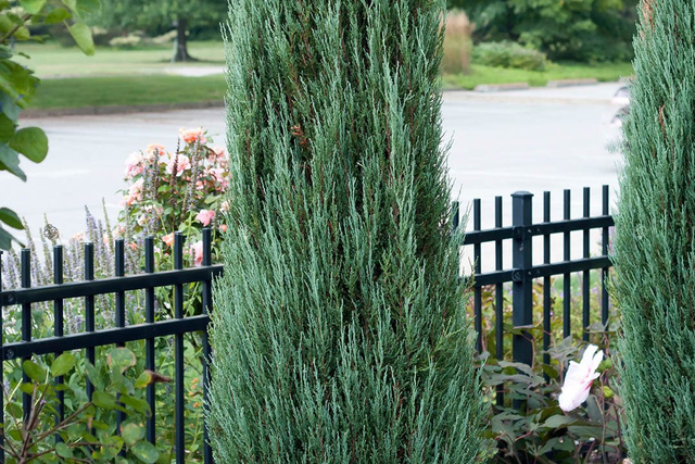 Jałowiec skalny Blue Arrow Juniperus scopulorum C2