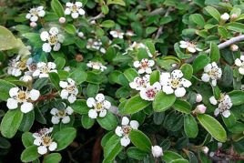 Irga rozesłana Eichholz Cotoneaster dammeri C2