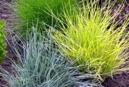 Kostrzewa sina Golden Toupee Festuca glauca C2