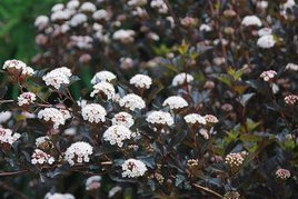 Pęcherznica kalinolistna Summer Wine PBR Physocarpus opulifolius C3