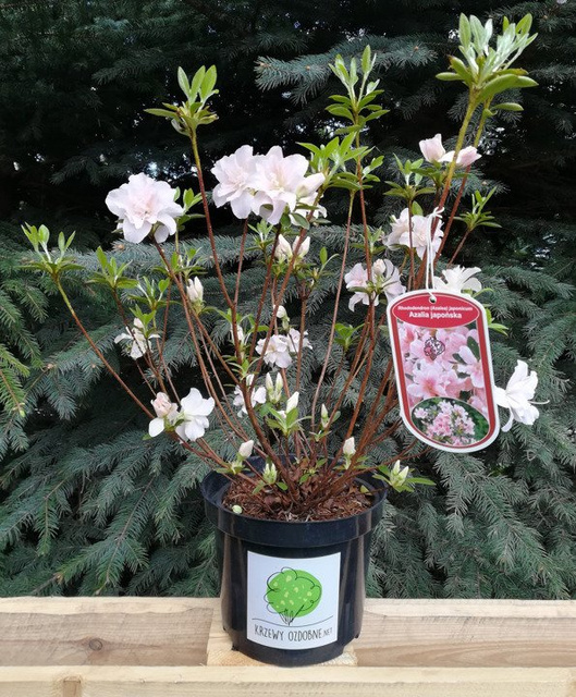 Azalia japońska Eliza Hyatt Rhododendron obtusum C2