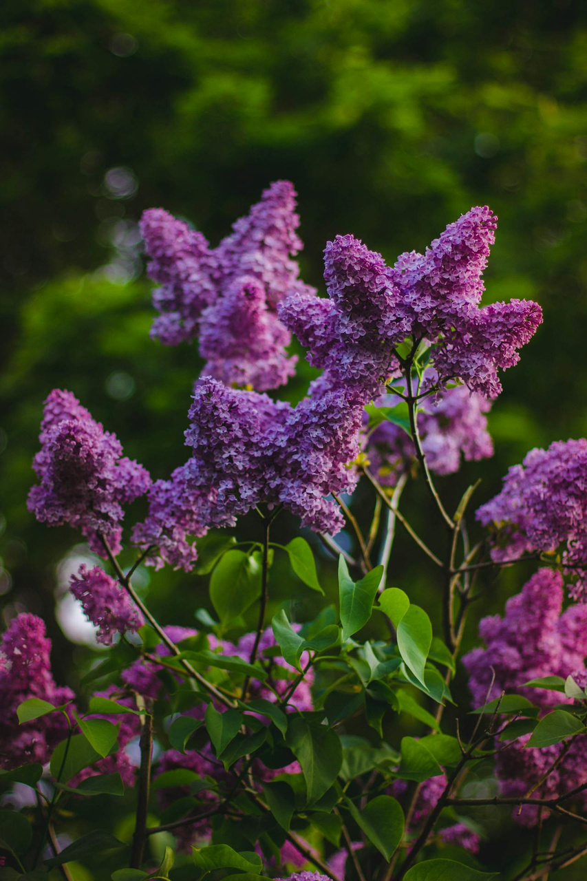 Lilak Meyera Palibin Syringa meyeri C2