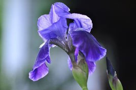 Kosaciec blady Variegata Iris pallida P9