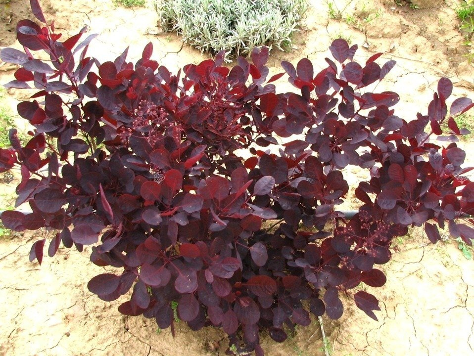 Perukowiec podolski Lilla PBR Cotinus coggygria C3