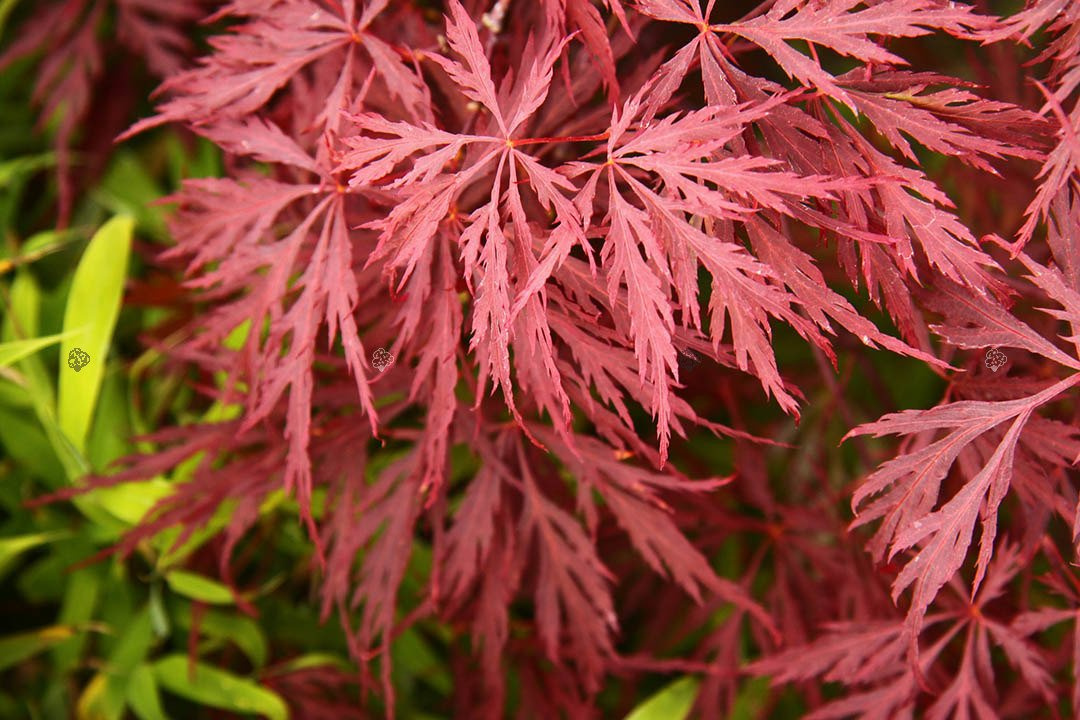 Klon palmowy Garnet Acer palmatum C5