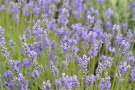 Lawenda wąskolistna Brabants Lust Lavandula angustifolia P9