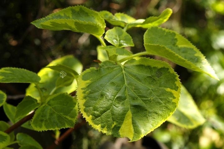Hortensja pnąca Mirranda Hydrangea anomala C5