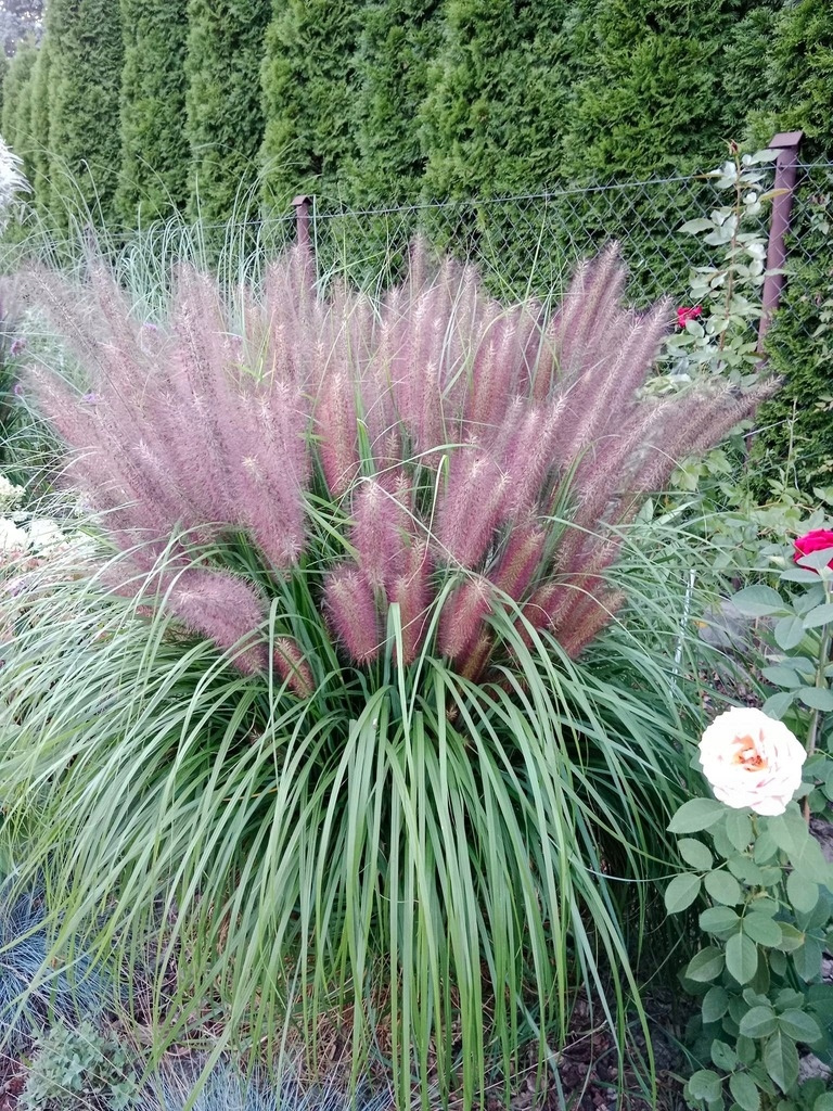 Rozplenica japońska Red Head Pennisetum alopecuroides P9