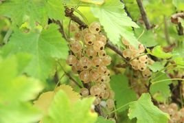 Porzeczka biała Biala z Juterbog Ribes niveum C2