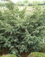 Jałowiec chiński Blue Alps Juniperus chinensis C7,5