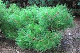 Sosna gęstokwiatowa Jane Kluis Pinus densiflora C7,5