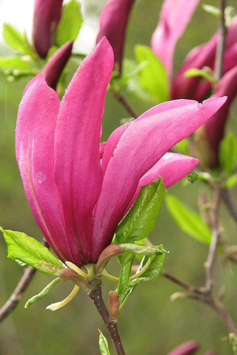 Magnolia Susan Magnolia C5