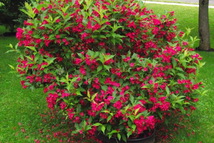 Krzewuszka cudowna Red Prince Weigela florida C2