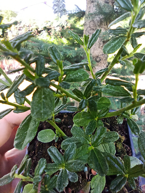 Prusznik Italian Skies Ceanothus P9
