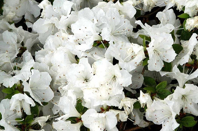 Azalia japońska Panda Rhododendron obtusum C2