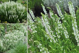 Szałwia omszona Snow Hill Salvia nemorosa P9