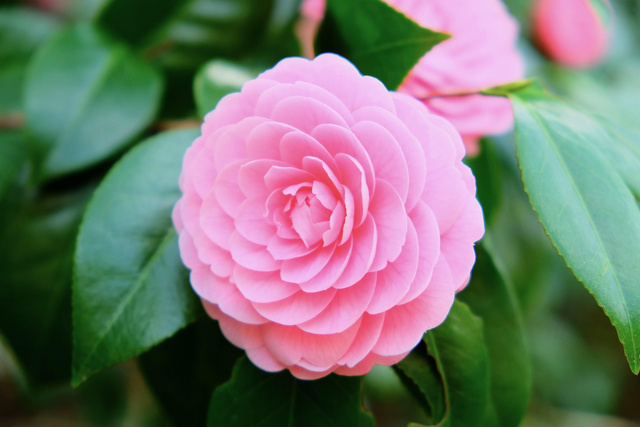 Kamelia Williamsa Debbie Camellia williamsii P9