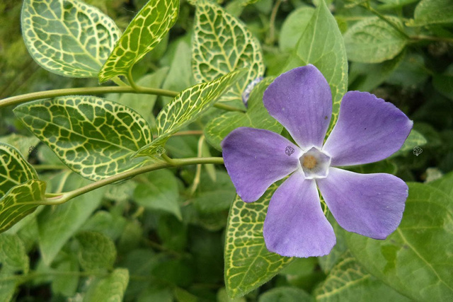 Barwinek pospolity Vinca minor P9