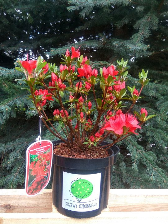 Azalia japońska Fridoline Rhododendron obtusum C2