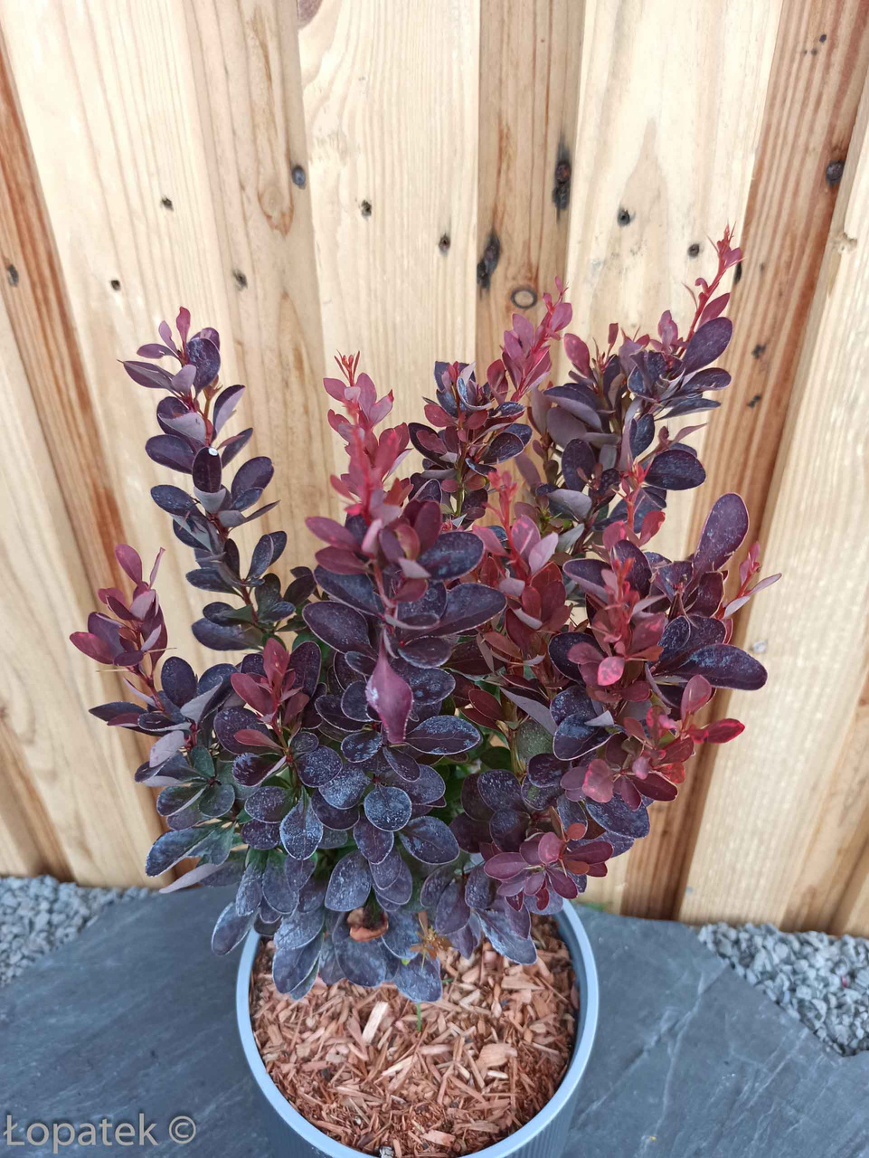 Berberys Thunberga Red Pillar Berberis thunbergii C2