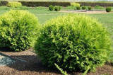 Tuja Globosa Aurea Thuja occidentalis P9