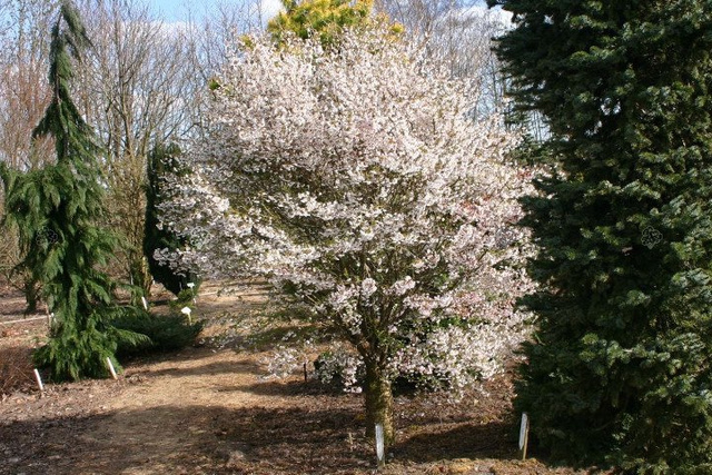 Wiśnia wczesna Kojou-no-mai Prunus incisa P9