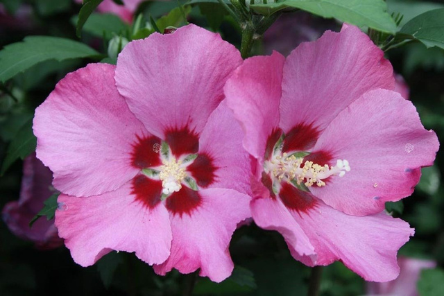 Ketmia syryjska Pink Giant Hibiscus syriacus C2