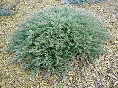 Jałowiec płożący Winter Blue Juniperus horizontalis C3