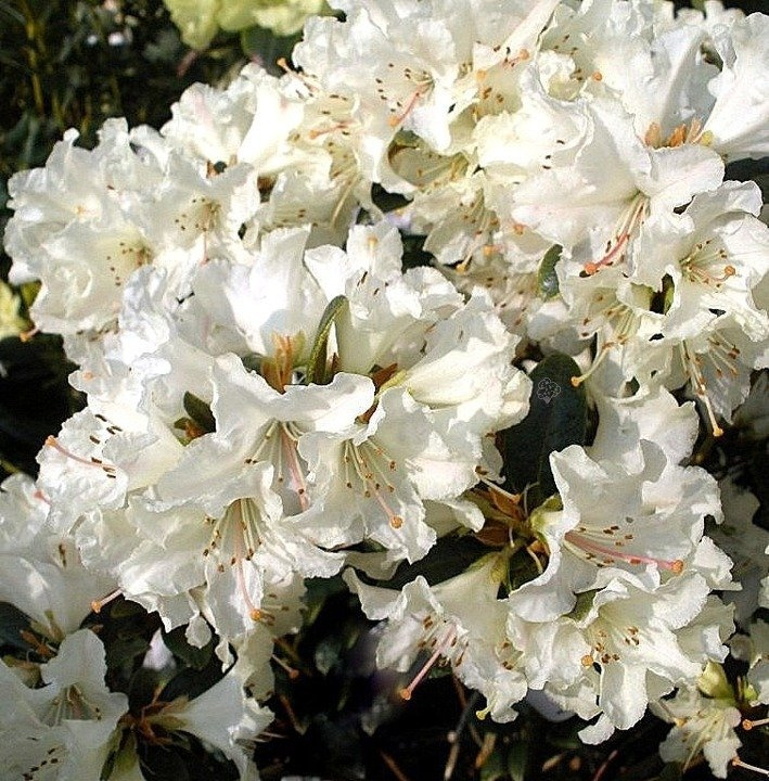 Różanecznik lapoński Cream Crest Rhododendron lapponicum C1,5