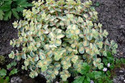 Rozchodnik Siebolda Variegatum Sedum sieboldii P9