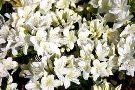 Azalia japońska Schneewitchen Rhododendron obtusum C2