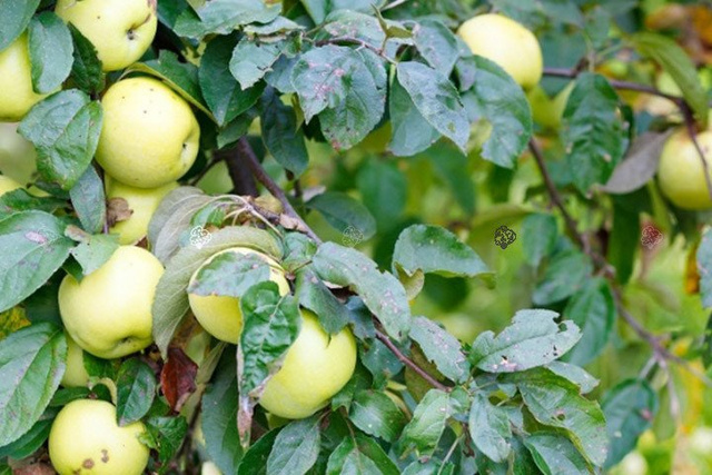 Jabłoń Antonówka Malus domestica