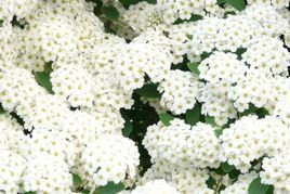 Tawuła brzozolistna Island Spiraea betulifolia P9