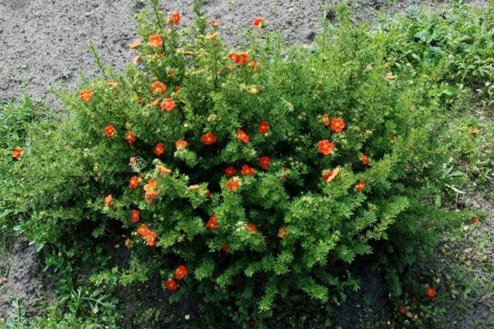 Pięciornik krzewiasty Red Ace Potentilla fruticosa P9