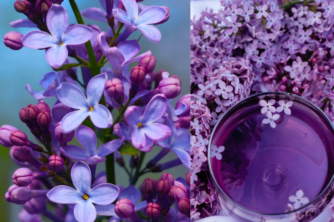 Lilak Meyera Palibin Syringa meyeri C2