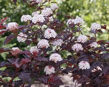 Pęcherznica kalinolistna Andre Physocarpus opulifolius P9