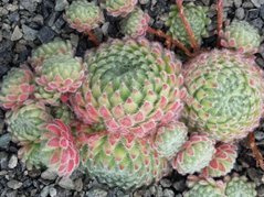 Rojnik orzęsiony Sempervivum ciliosum P9