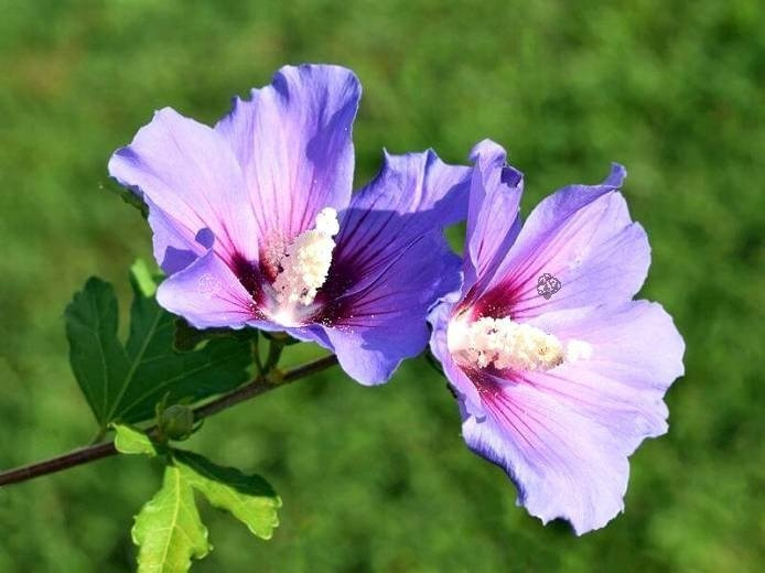 Ketmia syryjska Oiseau Bleu Hibiscus syriacus C5