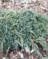 Jałowiec łuskowaty Blue Spider Juniperus squamata C3
