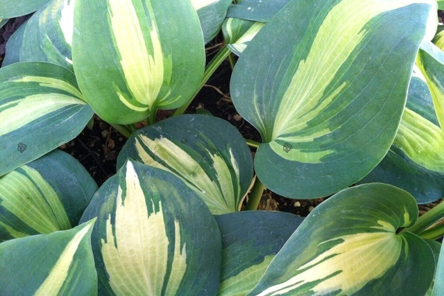 Funkia Dream Queen Hosta C2