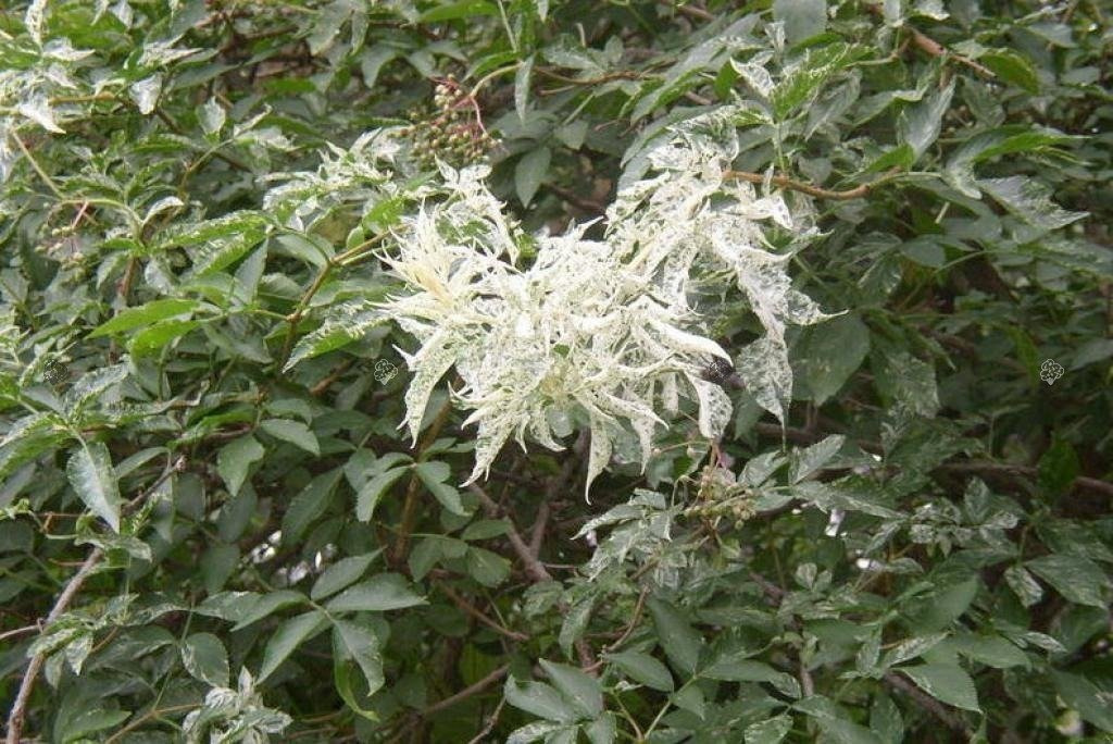 Bez czarny Pulverulenta Sambucus nigra C3